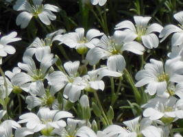 歩道わきの花壇