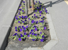 歩道わきの花壇