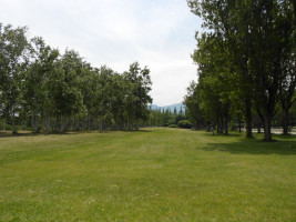 前田森林公園の木々