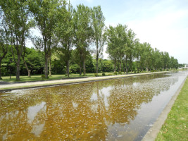 前田森林公園の木々