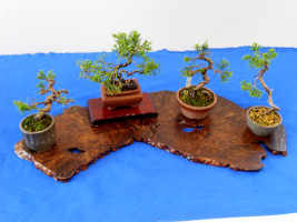 ミニ盆栽