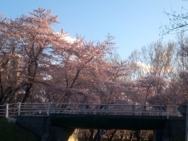 農試公園の桜