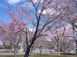 農試公園の桜