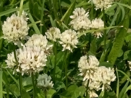 農シロツメクサ