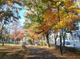 発寒大空公園の紅葉