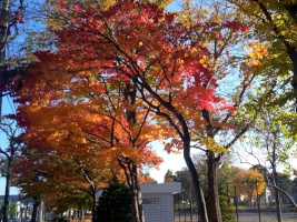 発寒大空公園の紅葉